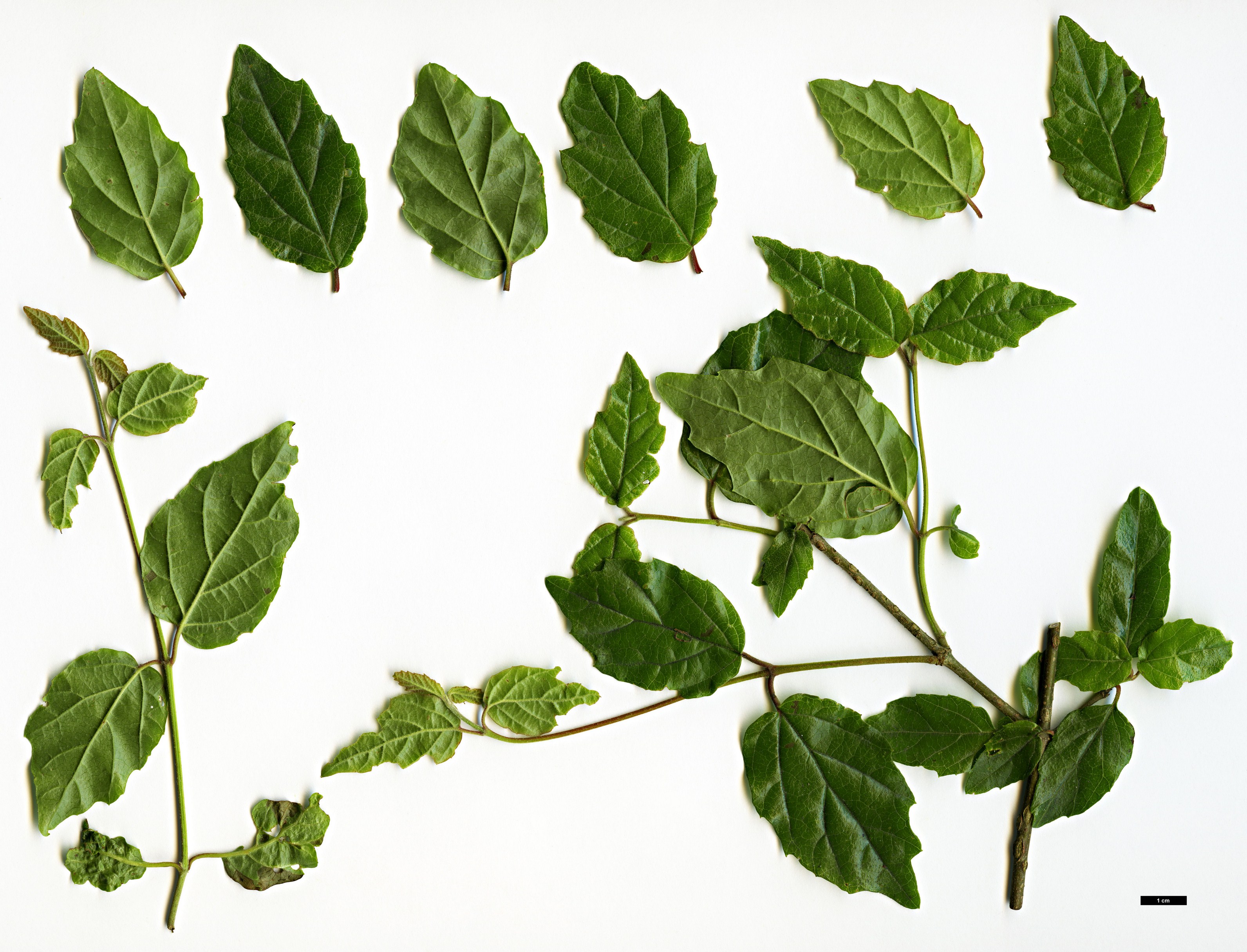 High resolution image: Family: Adoxaceae - Genus: Viburnum - Taxon: formosanum 